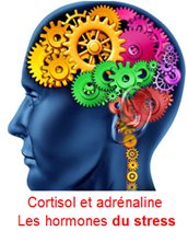 Cortisol et adrénalin