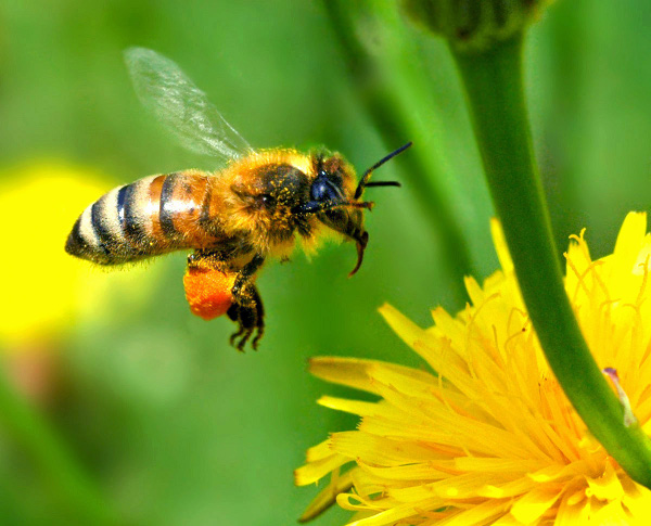 Pollen : composition, utilisation, conservation